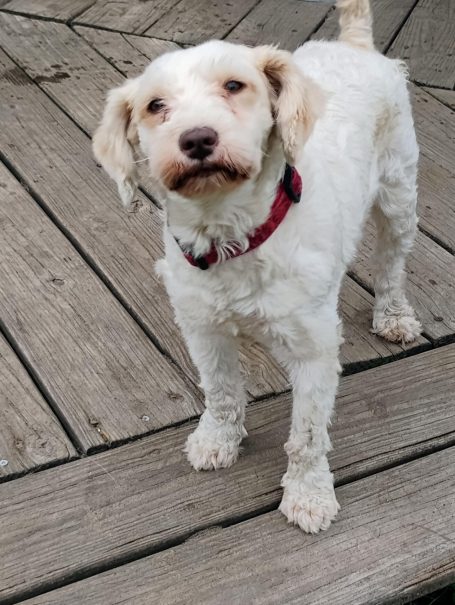 miniature schnauzer dog