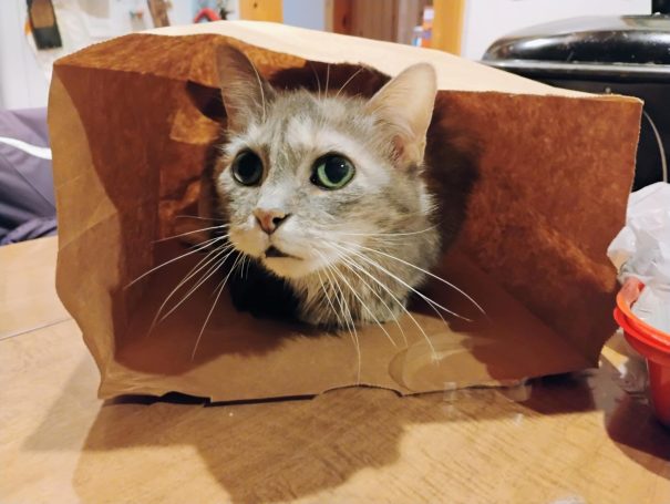 cat in a sack senior cat