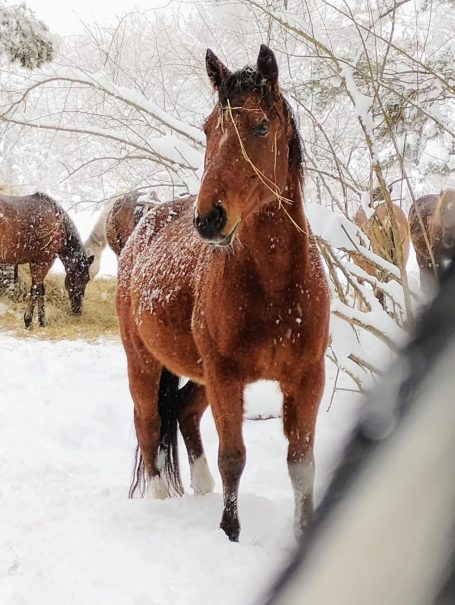 bay horse rescue horse