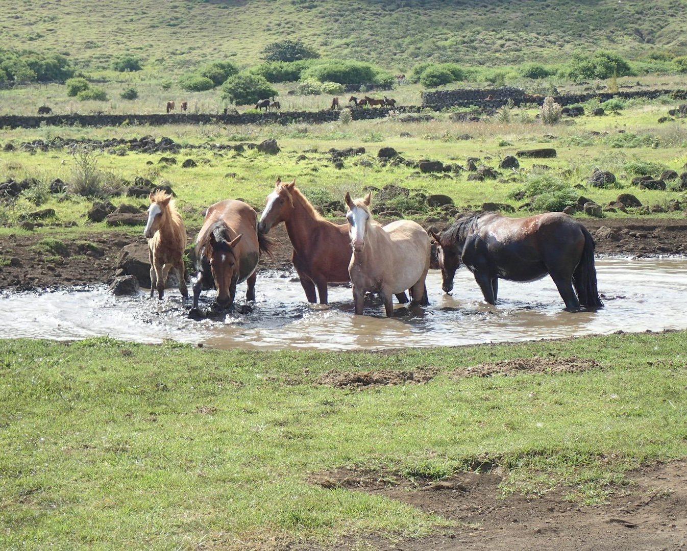 A white horse standing by a muddy water pond in a forested area.