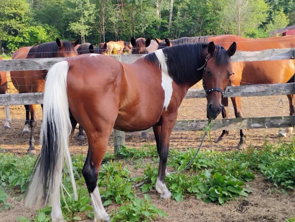 pinto bay horse