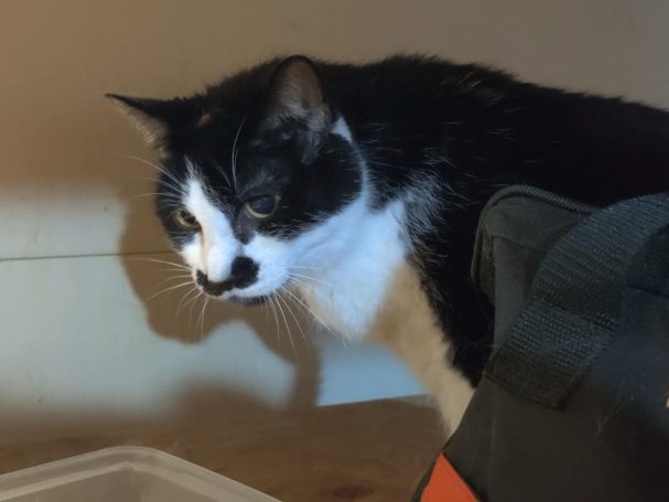 black and white senior cat