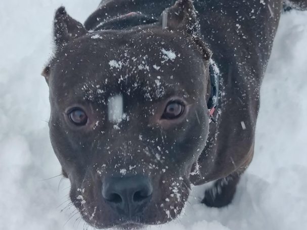 black pit bull dog 